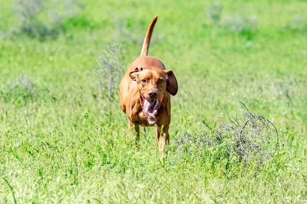 Jakten Röd Hund Kör Ett Grönt Gräs Sommar Grön Äng — Stockfoto