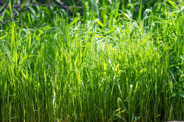 Juicy bright green grass close-up, background of green grass landscape.