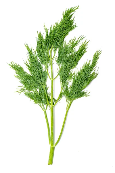 Dill Färsk Sallad Gröna Grenar Dill Isolerad Vit Bakgrund Vegansk — Stockfoto