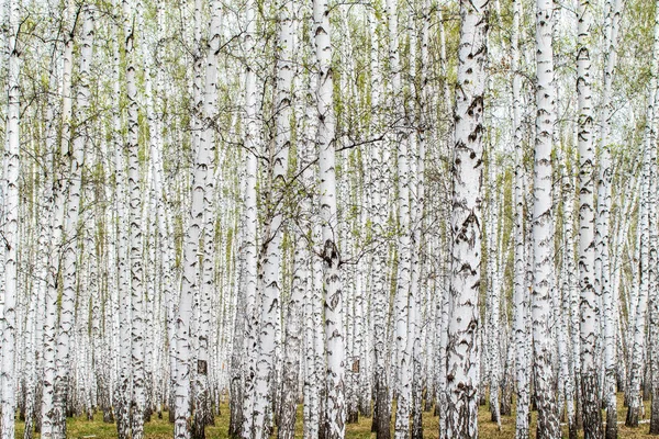 Witte Berken Bomen Bos Achtergrond Lente — Stockfoto