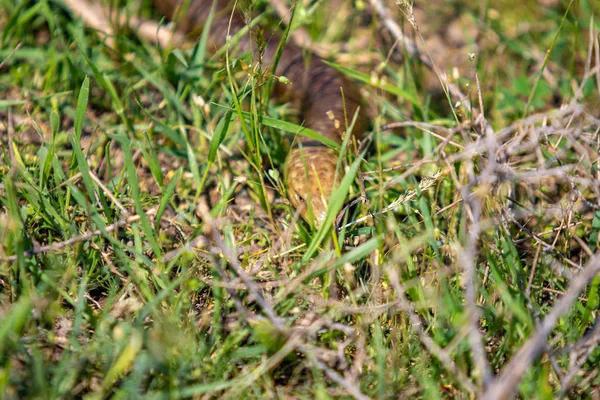 Testa Serpente Giallo Erba Verde — Foto Stock