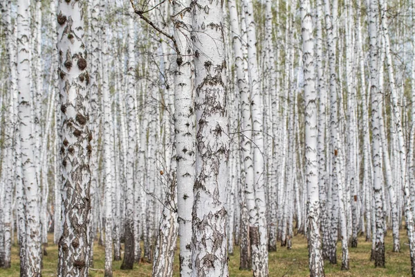 Witte Berken Bomen Bos Achtergrond Lente — Stockfoto