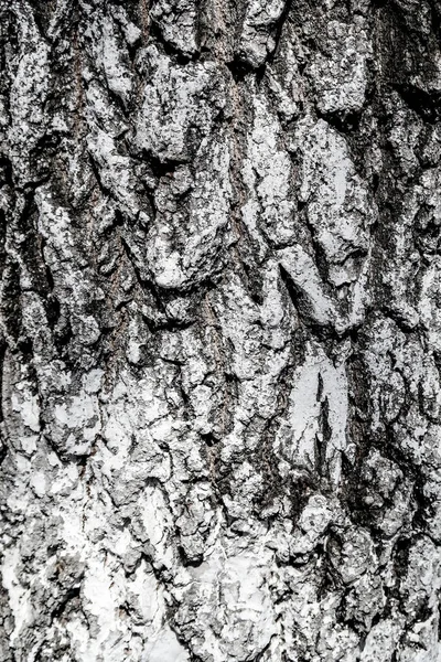 树皮木背景的纹理 — 图库照片