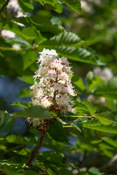 Blommor Vita Kastanjer Med Grönt Blad — Stockfoto