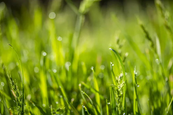 Green Grass Sun Bokeh Background Raindrops — Stock Photo, Image