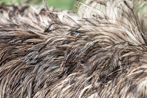 Veren Van Grijze Struisvogel Vogels Close — Stockfoto