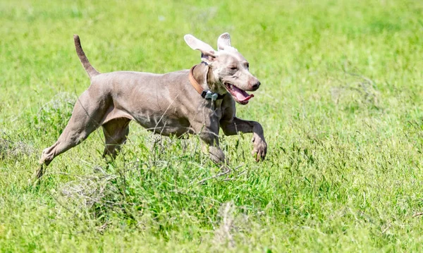 Hund Jakt Natur Grönt Fält Sommar — Stockfoto