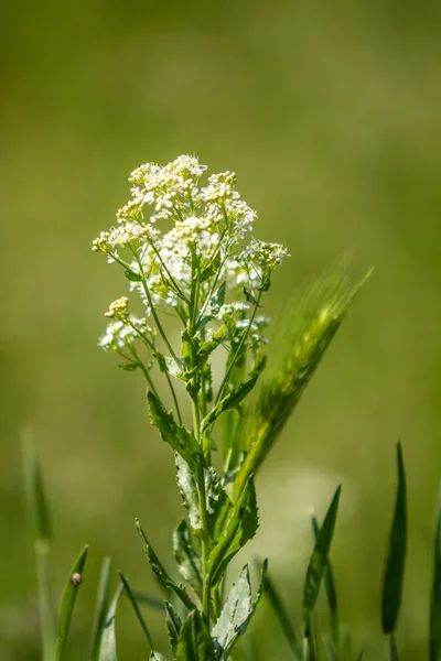 Vit Blomma Grönt Gräs Suddig Bakgrund — Stockfoto