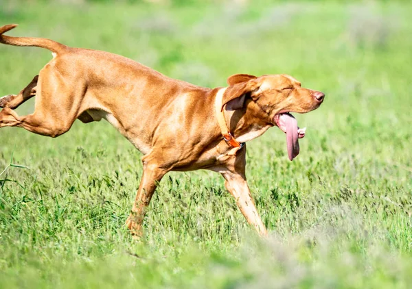 Cane Rosso Caccia Corre Erba Verde Prato Verde Estivo — Foto Stock