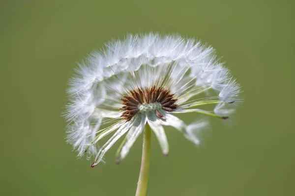 White Fluffy Dandelion Flower Blurred Background — Stock Photo, Image