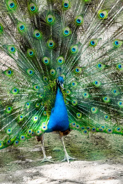 孔雀の鳥はその美しい尾を広げた ネイチャーバードピーコック — ストック写真