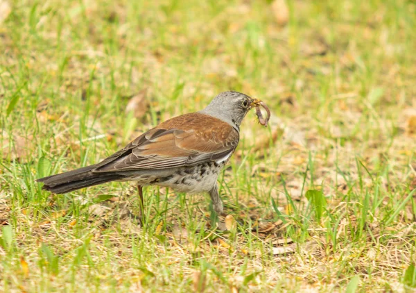 Singdrossel Grünen Gras Natur Vögel Westa — Stockfoto