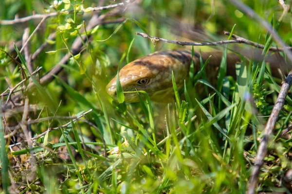 蛇の頭は黄色と緑の草 — ストック写真