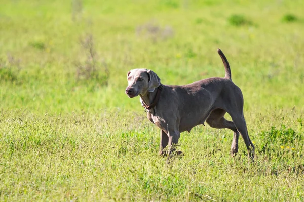 Polowanie Pies Biegnie Poszukiwaniu Ofiary Zielona Trawa Wiosna Krajobraz — Zdjęcie stockowe