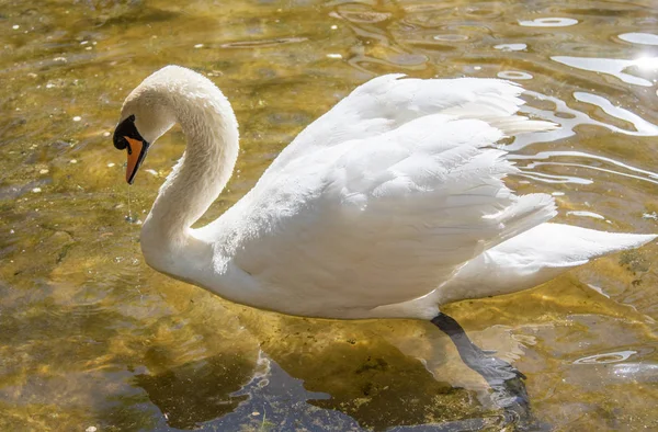 Белый Лебедь Плавает Воде Летний Пруд — стоковое фото