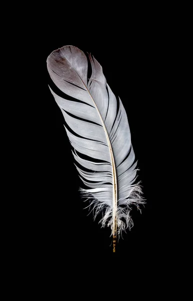 Gray Feather Bird Black Background — Stock Photo, Image