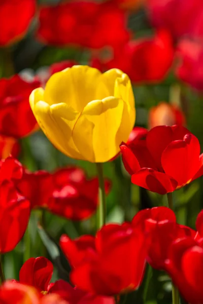 Bright Tulip Flowers Field Nature — Stock Photo, Image
