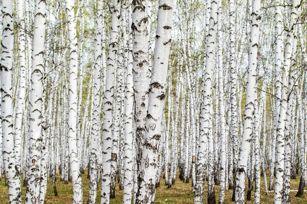 Vita Björk Träd Skogs Bakgrund Våren — Stockfoto