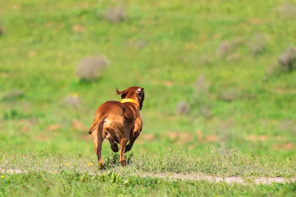 Hunting Dog Runs Search Prey Green Grass Spring Landscape — Stock Photo, Image