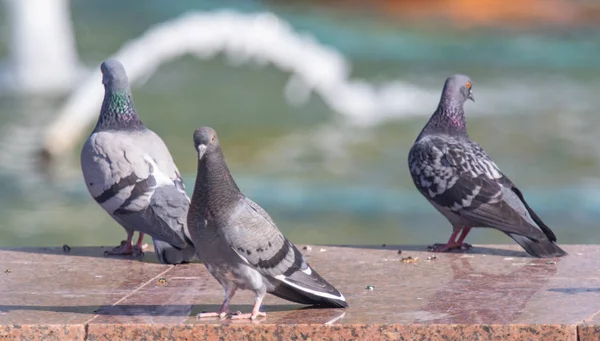 Wildes Graublau Großaufnahme Sitzend Auf Verschwommenem Hintergrund — Stockfoto