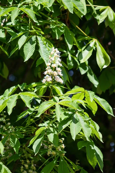 Blommor Vita Kastanjer Med Grönt Blad — Stockfoto