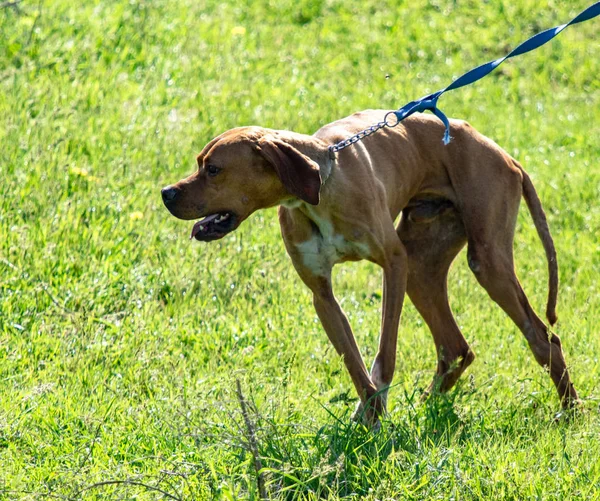 Köpek Avcılık Doğa Yeşil Alan Yaz — Stok fotoğraf