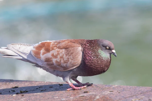 Wildes Graublau Großaufnahme Sitzend Auf Verschwommenem Hintergrund — Stockfoto