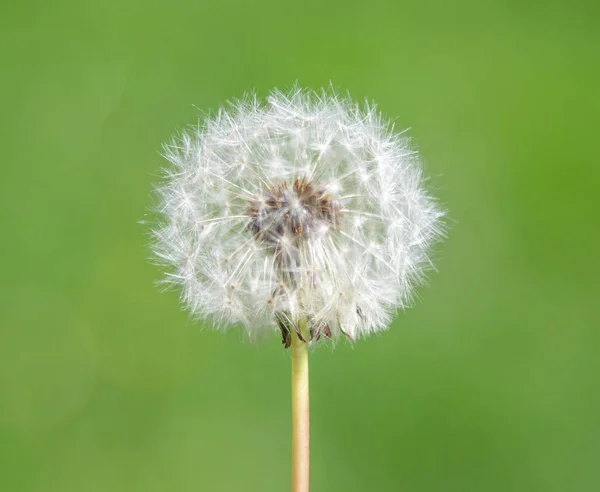 Flor Diente León Esponjosa Blanca Sobre Fondo Borroso —  Fotos de Stock