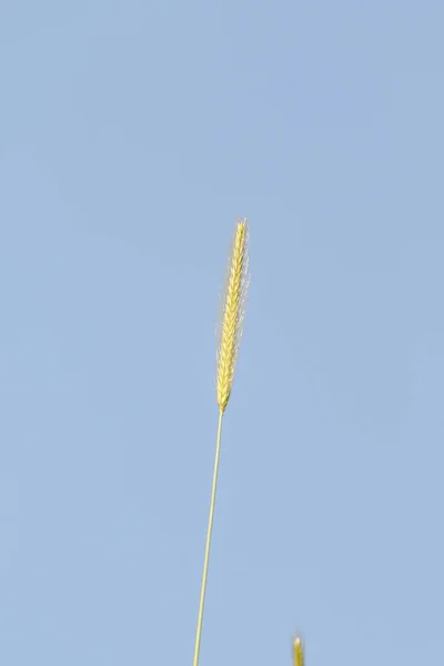 Espiga Trigo Salvaje Contra Cielo Azul —  Fotos de Stock