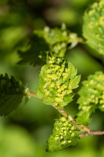 Πράσινα Φύλλα Έντομα Αφίδιο — Φωτογραφία Αρχείου