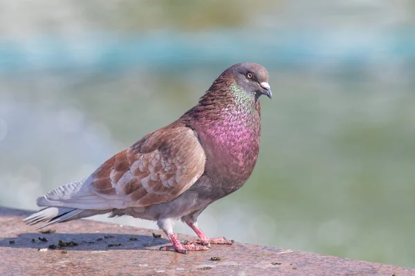 Wildes Graublau Großaufnahme Sitzend Auf Verschwommenem Hintergrund — Stockfoto