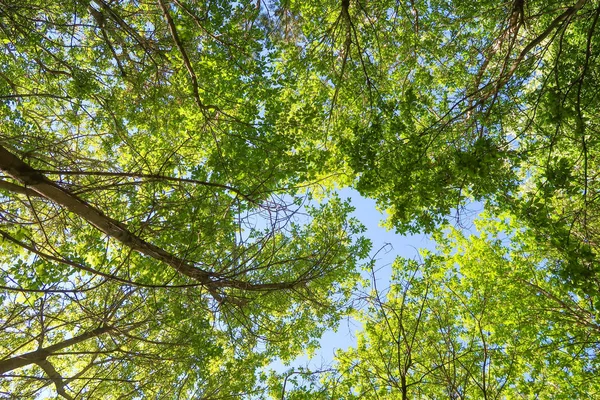 Hojas Verdes Árboles Vista Desde Abajo Contra Cielo Azul Naturaleza — Foto de Stock