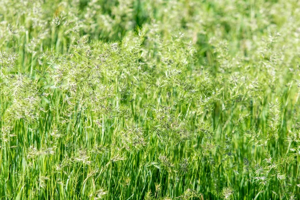 Succosa Erba Verde Brillante Primo Piano Sfondo Del Paesaggio Erba — Foto Stock