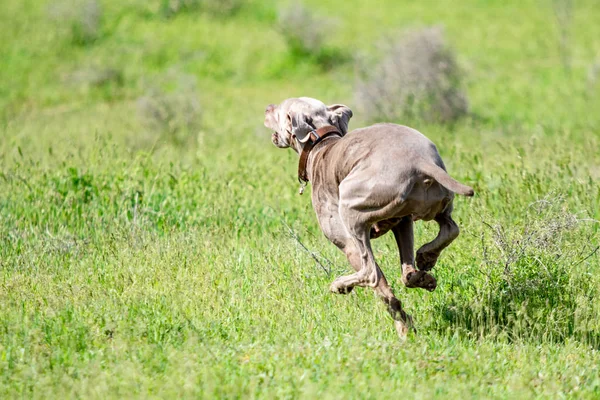 Hund Jakt Natur Grönt Fält Sommar — Stockfoto