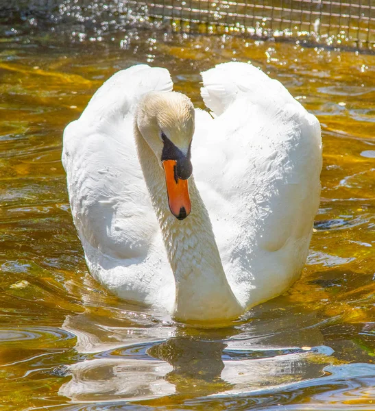 White Swan Swims Water Summer Pond — Stock Photo, Image