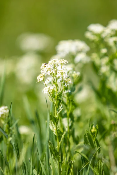 浅绿色的草地上的白花 背景模糊 — 图库照片