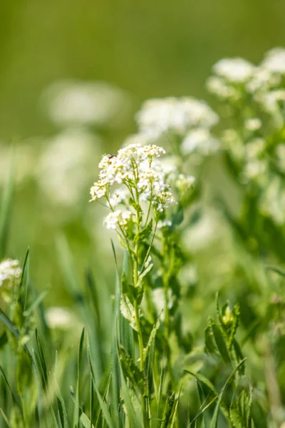 Fleur Blanche Herbe Verte Sur Fond Flou — Photo