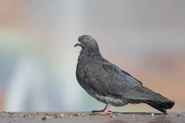 Wild Dove Sits Blurred Background Summer Nature — Stock Photo, Image