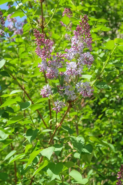 Arbre Lilas Fleurs Violet Dans Les Feuilles Vertes Paysage Printanier — Photo