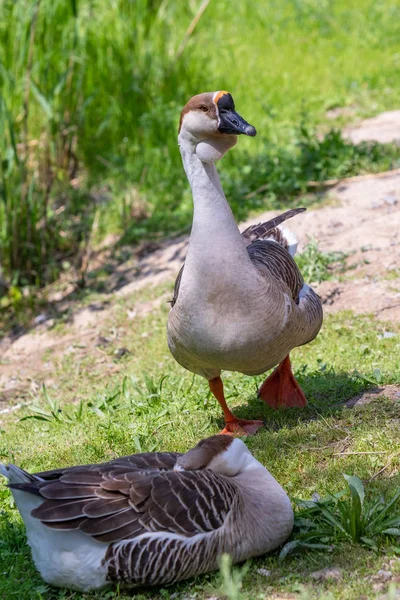 Ganso Gris Primer Plano Hierba Verde Pájaro Naturaleza Ganso Gris —  Fotos de Stock