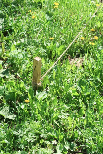 Wooden Stake Ground Rope Green Grass — Stock Photo, Image