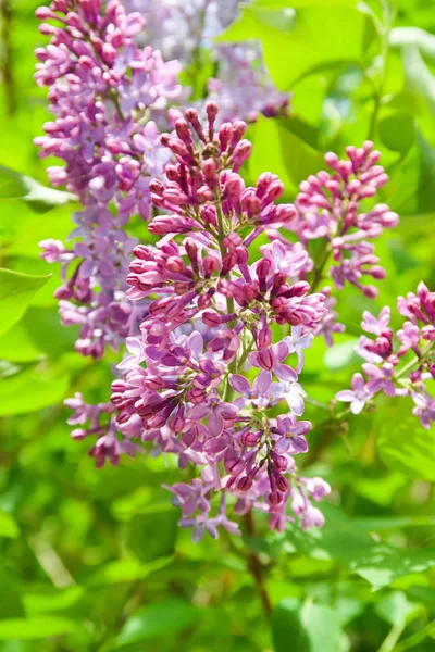 Blommor Lila Syrén Natur Trädgård — Stockfoto