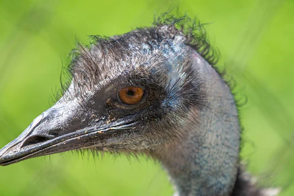 Federn Grauer Straußenvögel Aus Nächster Nähe — Stockfoto