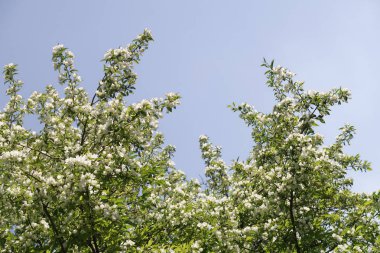 Mavi gökyüzüne karşı elma kiraz beyaz çiçekler. Doğa bahar.