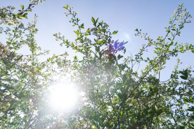 Mavi gökyüzüne karşı elma kiraz beyaz çiçekler. Doğa bahar.