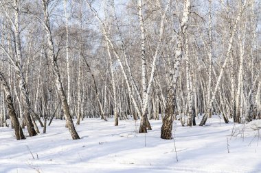 Huş ağacı orman kış manzarası.