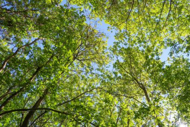 Mavi gökyüzü, bahar doğa karşı aşağıda ağaçlar görünümü yeşil yaprakları.