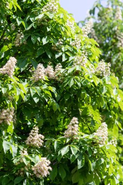 Yeşil yeşillik ile beyaz kestane çiçekleri.