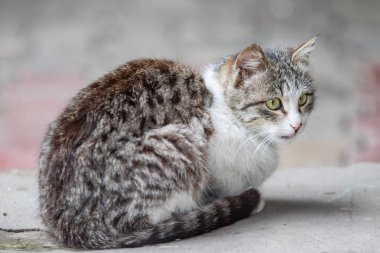 Yerli kedi yaz sokakta oturan, kapatmak.