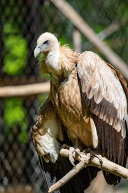 Yırtıcı kuş bir ağaca oturuyor. Yeşil yaprak yaz.